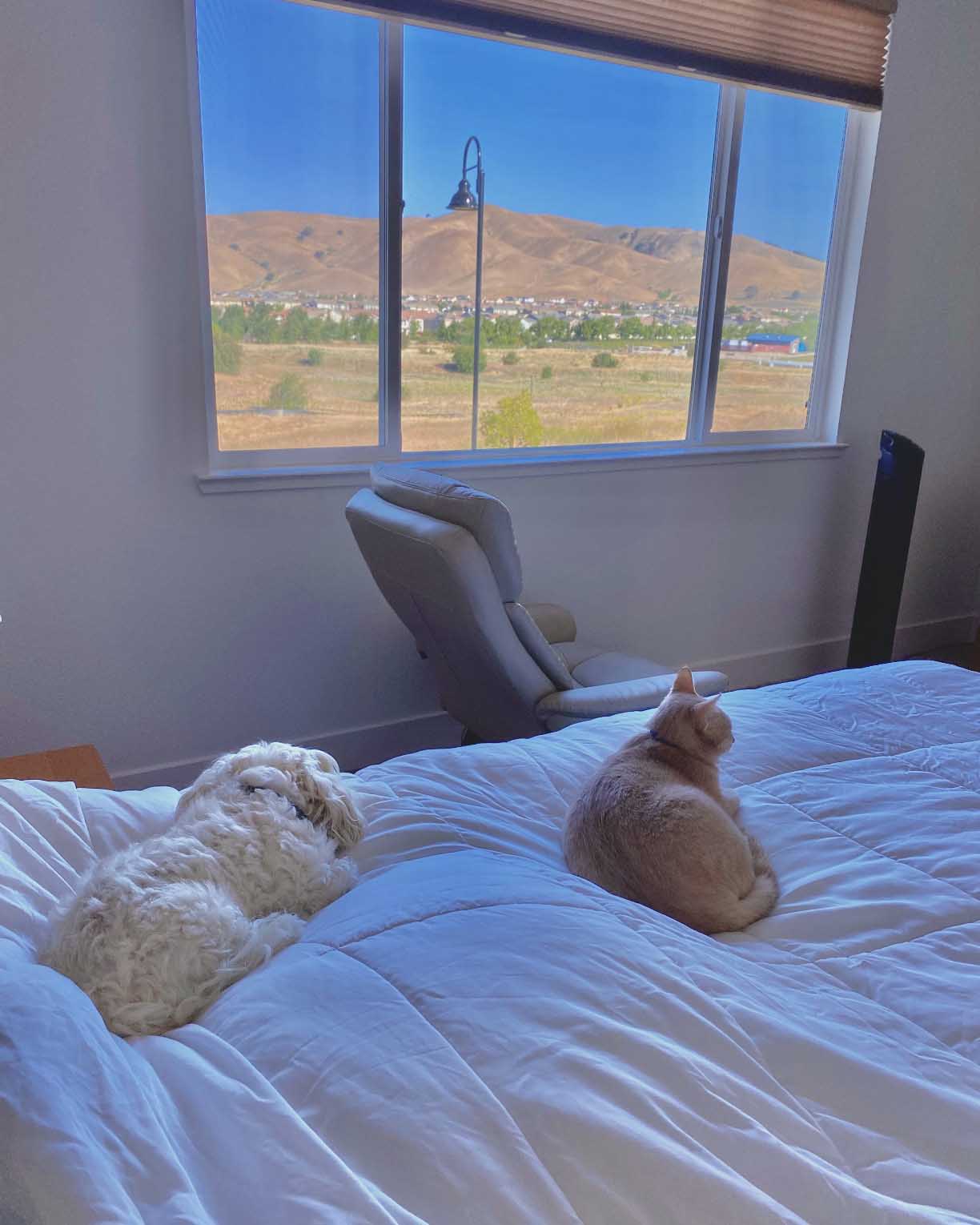 Family cat and dog sharing a bed